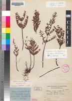 Image result for Cheilanthes involuta