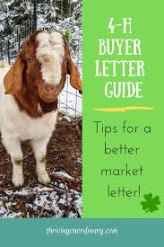 How To Write A 4 H Buyer Letter Thriving On Ordinary Animal Projects 4h Goat Projects Showing Livestock