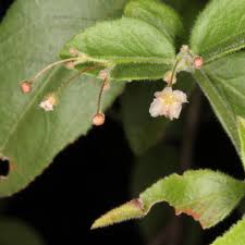 Image result for Crossopetalum