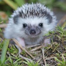 All pets medical center was founded in 2005 in bourne, massachusetts on beautiful cape cod. All Pets Medical Center Llc Home Facebook