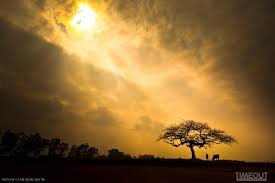 Kết quả hình ảnh cho chiều vàng