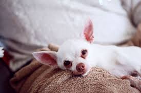 Write a message in the heart. 25 White Dog Breeds That Will Steal Make A Meal Of Your Heart