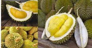 Pada saat itu, terdapat salah satu kawasan di daerah malaysia yang mampu menghasilkan buah durian yang sangat lezat. Dari Mana Durian Musang King Dapat Nama Cara Nak Kenal Buah Betul