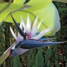 White bird of paradise plant. Rare Strelitzia Nicolai Young White Bird Of Paradise Plant Tropical Exotic Plants Garden Plants