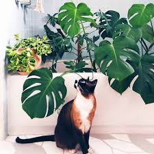 These 11 Indoor Plants Are Safe For Pets And Will Spruce Up Your Space Indoor Plants Pet Friendly Plants Pet Friendly Cat Plants