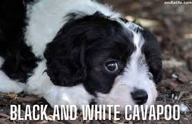 Toy cavapoos are slightly bigger than teacup cavapoos. How Big Do Cavapoos Get Cavapoo Size Guide Oodle Life
