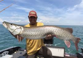 They measure two to four feet long and tip the scales at 15 to 36 pounds. Blade Fishing Report Muskie Mania On Lake St Clair The Blade