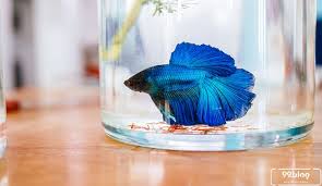 Cara Merawat Ikan Cupang Agar Cantik Ekor Tubuhnya