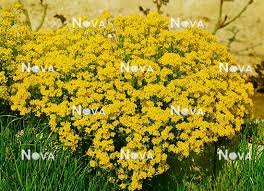 Image result for Aurinia