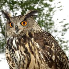 You can call at +33 2 99 30 42 02 or find more contact information. Alimentation Du Hibou Grand Duc