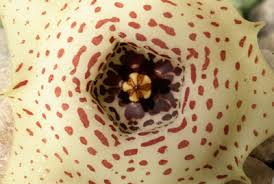 Image result for Huernia erectiloba