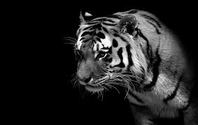 pin by abrahan alvarez on animals tiger images tiger wallpaper pet tiger