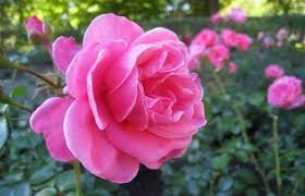 Kami sudah mengumpulkan banyak gambar bunga bunga ini melambangkan cinta dan kasih sayang oleh sebagian besar orang. The Interesting Thing About The Pink Roses Hal Yang Menarik Dari Bunga Mawar Warna Pink English Indonesian Steemit