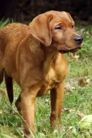 This coat color dates back to the early 1900's. Fox Red Labradors Labrador Retriever