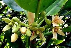 Image result for Rhizophora mucronata