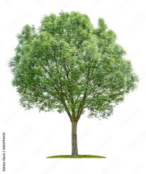 Image result for Fraxinus angustifolia