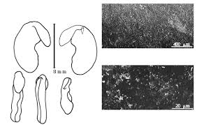 Image result for Argyrolobium stolzii