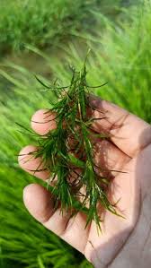 Image result for Najas