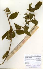 Image result for Melastomastrum segregatum