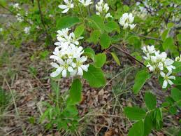 Image result for Amelanchier alnifolia
