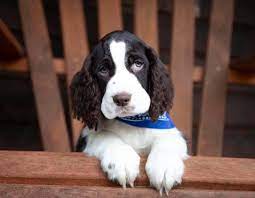 Pin By Maria Jose Guzman Bejarano On Springer Spaniels Springer Spaniel Puppies Spaniel Puppies English Springer Spaniel