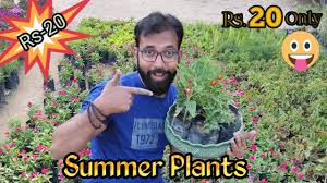 The blooms are often unusual shapes that add to their beauty and the range of colours to choose from is extensive. Cheap Summer Plants At Rs 20 Best Summer Flowering Plants For Pots In India Youtube