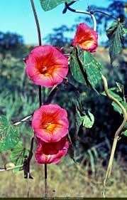 Image result for Ipomoea shirambensis