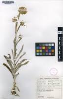 Image result for Kalanchoe lanceolata