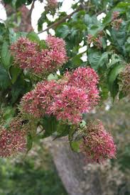 Check spelling or type a new query. Late Summer Blooming Trees Are Welcome Additions To Landscape Ianr News
