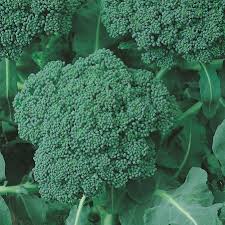 Maybe you would like to learn more about one of these? Heirloom Calabrese Green Sprouting Broccoli Seeds
