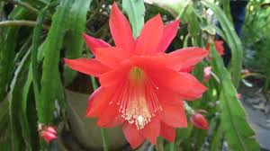 I would like to try this method to grow orchids from seeds. Orchid Cactus Easy Grow And Care Guide Garden And Happy