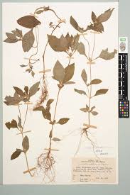 Image result for Synedrella nodiflora