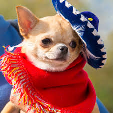 There aren't many other places that give hot dogs as much respect as we do. Spooky Pooch Parade Chicago Botanic Garden