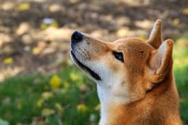 If you 've ever taken the. Shiba Inu Was Top Gainer Last Week Among Top 100 Cryptos These Coins Also Struck Massive Gains Bitcoin United States Dollar Btc Dogecoin United States Dollar Doge Benzinga