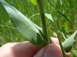 Image result for Turritis