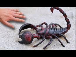 Waaaooow Scorpions Panosundaki Pin