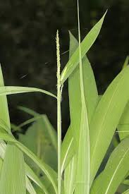 Image result for Setaria longiseta