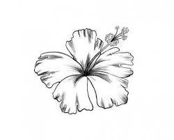 Starting with the flower to the right, begin drawing out the petals which should be big, and full. Hawaiian Outline Hibiscus Flower Tattoo Novocom Top