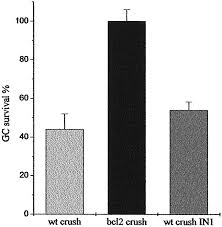 A video played for the court as evidence also showed the women using a car to crush 12 mice, burning rodents with lit cigarettes, and stomping on two lizards and three geckos, according to the global post. Optic Nerve Crush Axonal Responses In Wild Type And Bcl 2 Transgenic Mice Journal Of Neuroscience