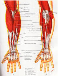 However, the symptoms of medial epicondylitis are located on the inner side of the elbow and are due to inflammation of the tendon that connects the elbow bone to the forearm muscles used to flex the wrist and fingers. Injury Prevention Golfers Elbow Elbow Tendonitis And Elbow Pain