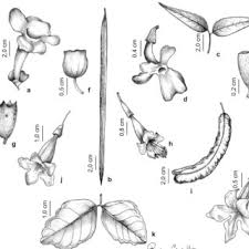 Image result for Mansoa difficilis