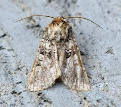 Image result for Hadena perplexa