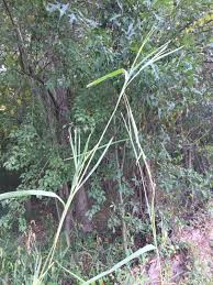 Image result for Rottboellia cochinchinensis