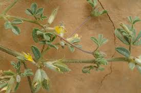 Image result for Lotononis stipulosa