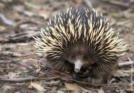 Echidna Facts Information And Pictures From Active Wild In 2020 Australia Animals Australian Animals Rare Animals