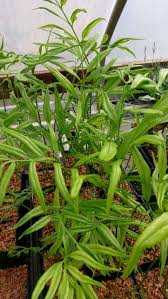 Image result for Coniogramme