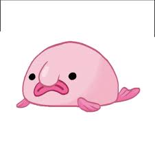 Blobfish are typically shorter than 30 cm (12 in). Aa Ron Batteries Blobfish Fish Drawings Easy Drawings