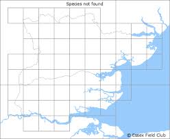 Image result for Globia algae