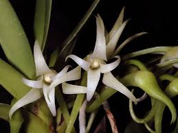Image result for Cyrtorchis arcuata