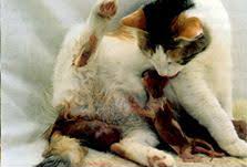 During that final week, the search for the most suitable kittening bed becomes the dominant factor. Cat Birth International Cat Care